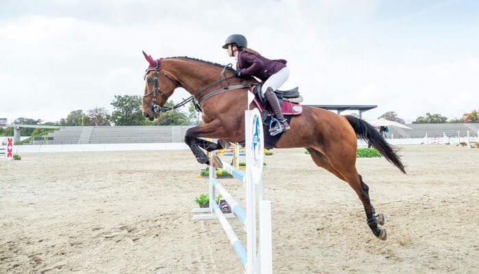 Competition and Show Jumping