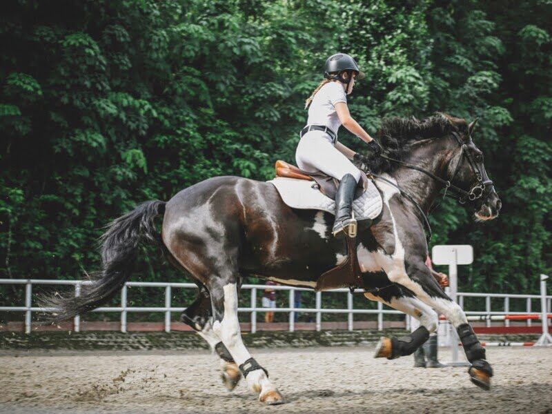 Our Horses